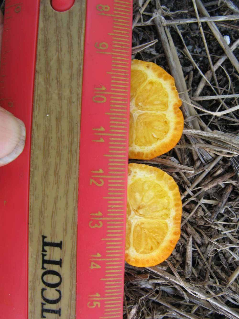              Fruit cross-section (Winter Haven, FL)       